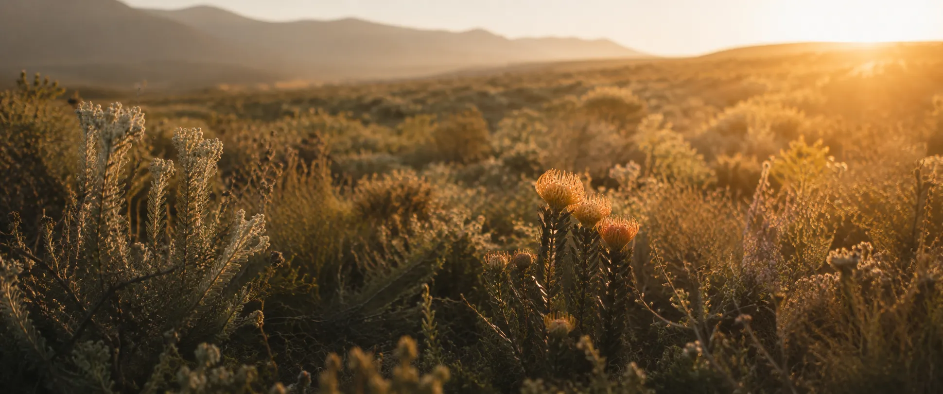 Open landscape at golden hour